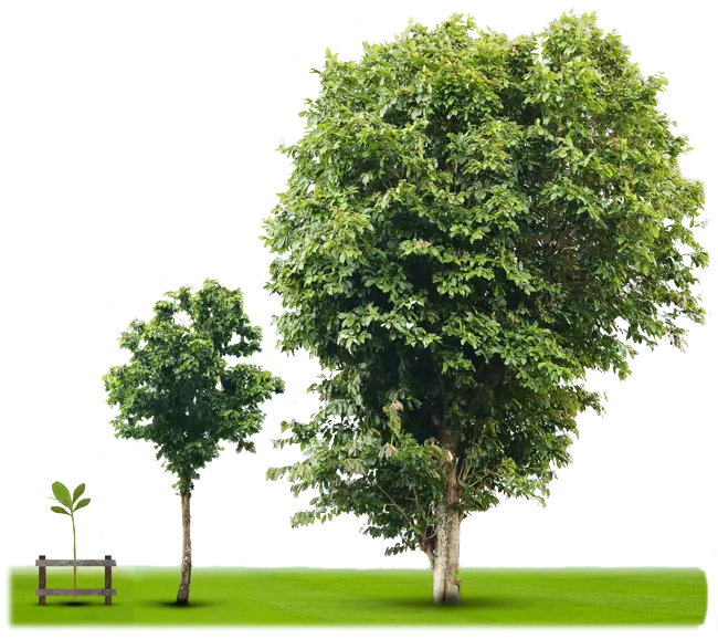 Symbolbild – drei Bäume von klein bis groß als Symbol für Elternschaft nach Sexuelle Gewalt in Kindheit und Jugend.